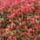 Gardeners Dream Photinia fraseri Red Robin (9cm, 3 Plants) 1