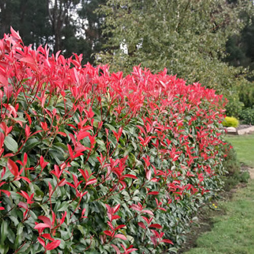 Gardeners Dream Photinia fraseri Red Robin (9cm, 3 Plants) 1