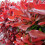 Gardeners Dream Photinia fraseri Red Robin (9cm, 3 Plants) 3