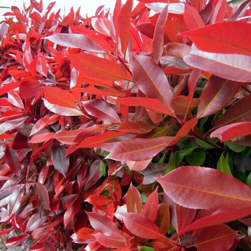 Gardeners Dream Photinia fraseri Red Robin (9cm, 3 Plants) 2