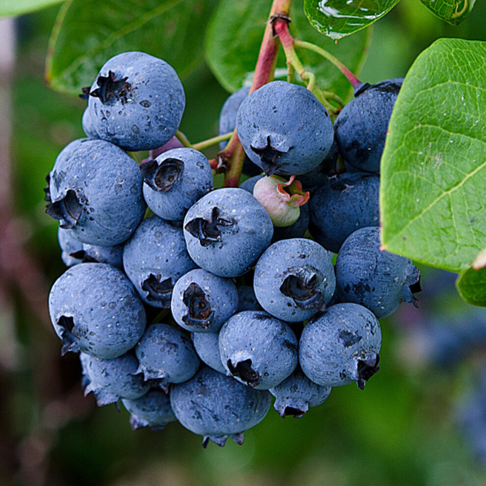 Gardeners Dream Blueberry Vaccinium Corymbosum 'Bluejay' Deciduous Fruit Shrub | 9Cm Pot