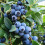 Gardeners Dream Blueberry Vaccinium corymbosum 'Bluejay' Deciduous Fruit Shrub | 9cm Pot 2