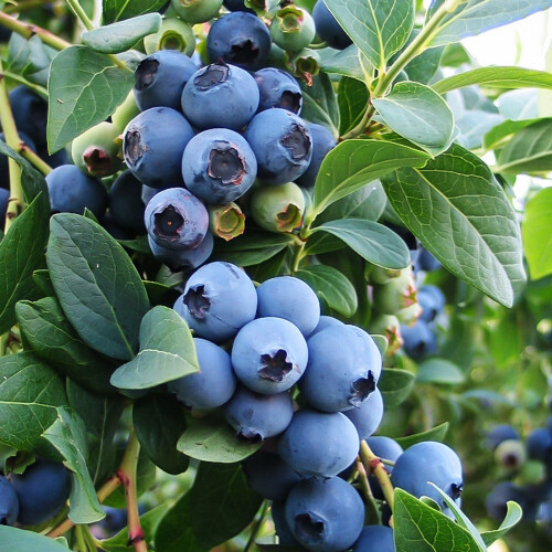 Gardeners Dream Blueberry Vaccinium corymbosum 'Bluejay' Deciduous Fruit Shrub | 9cm Pot 1