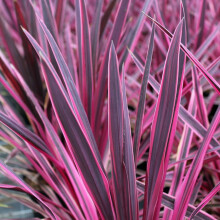 Cordyline Australis 'Pink Passion' Cabbage Palm Herbaceous Shrub | 9Cm Pot
