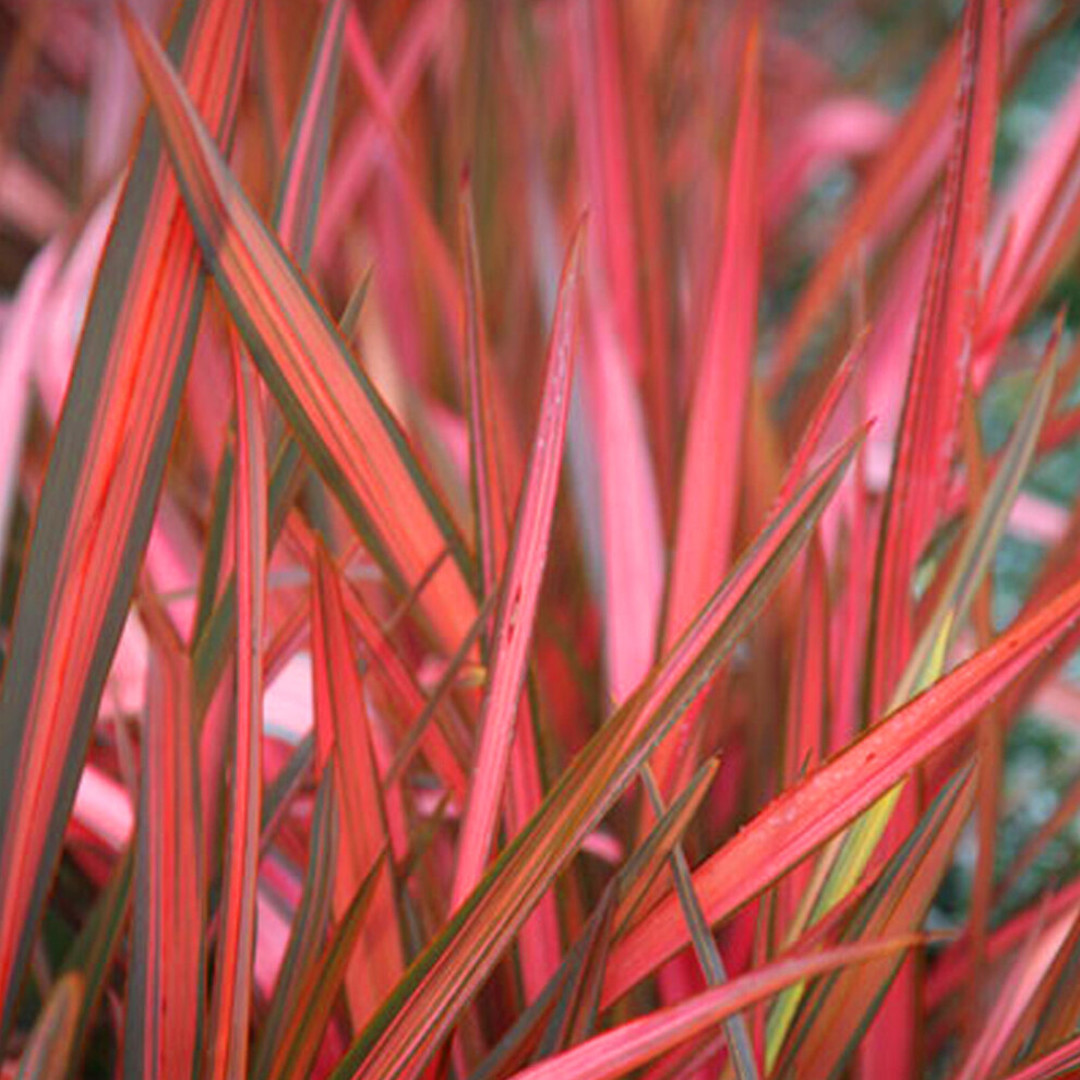 Gardeners Dream Phormium Cookianum Maori Sunrise (9Cm)