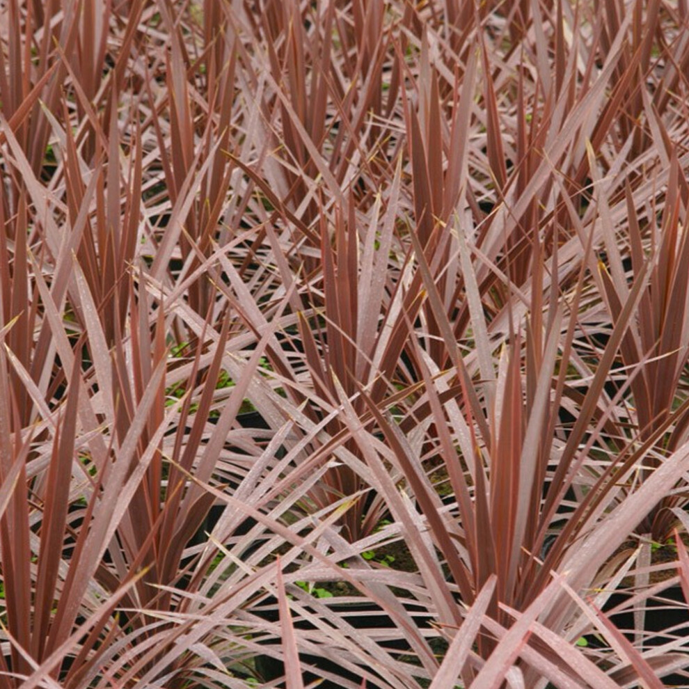 Gardeners Dream Cordyline Australis 'Torbay ' Cabbage Palm Herbaceous Garden | 9Cm Pot Red