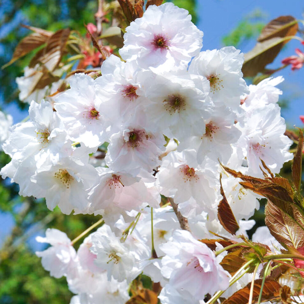 Prunus Fragrant Cloud | Flowering Cherry | Ornamental Garden Tree | 5-6Ft