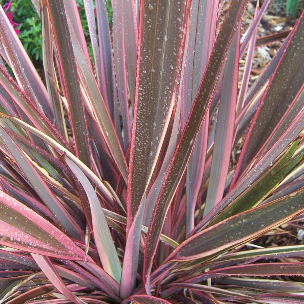 Gardeners Dream Phormium Sundowner (9Cm)
