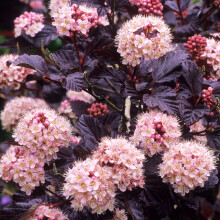 1 X Physocarpus 'Lady In Red' Ninebark Deciduous Shrub Hardy Plant In Pot