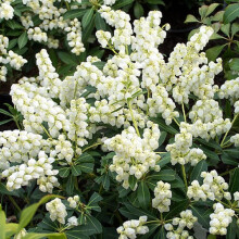 Pieris 'Debutante' Evergreen Shrub in Pot – Compact Dome, White Spring Flowers, 9cm Pot (CNPLANTS_PIEDEB_9CM_#1_GD)
