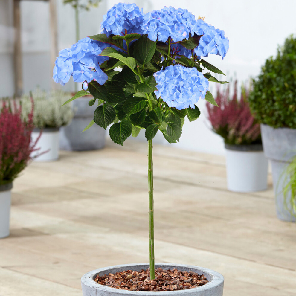 (Blue) Hydrangea Macrophylla Tree Collection | Potted Lollipop Trees For Small Gardens