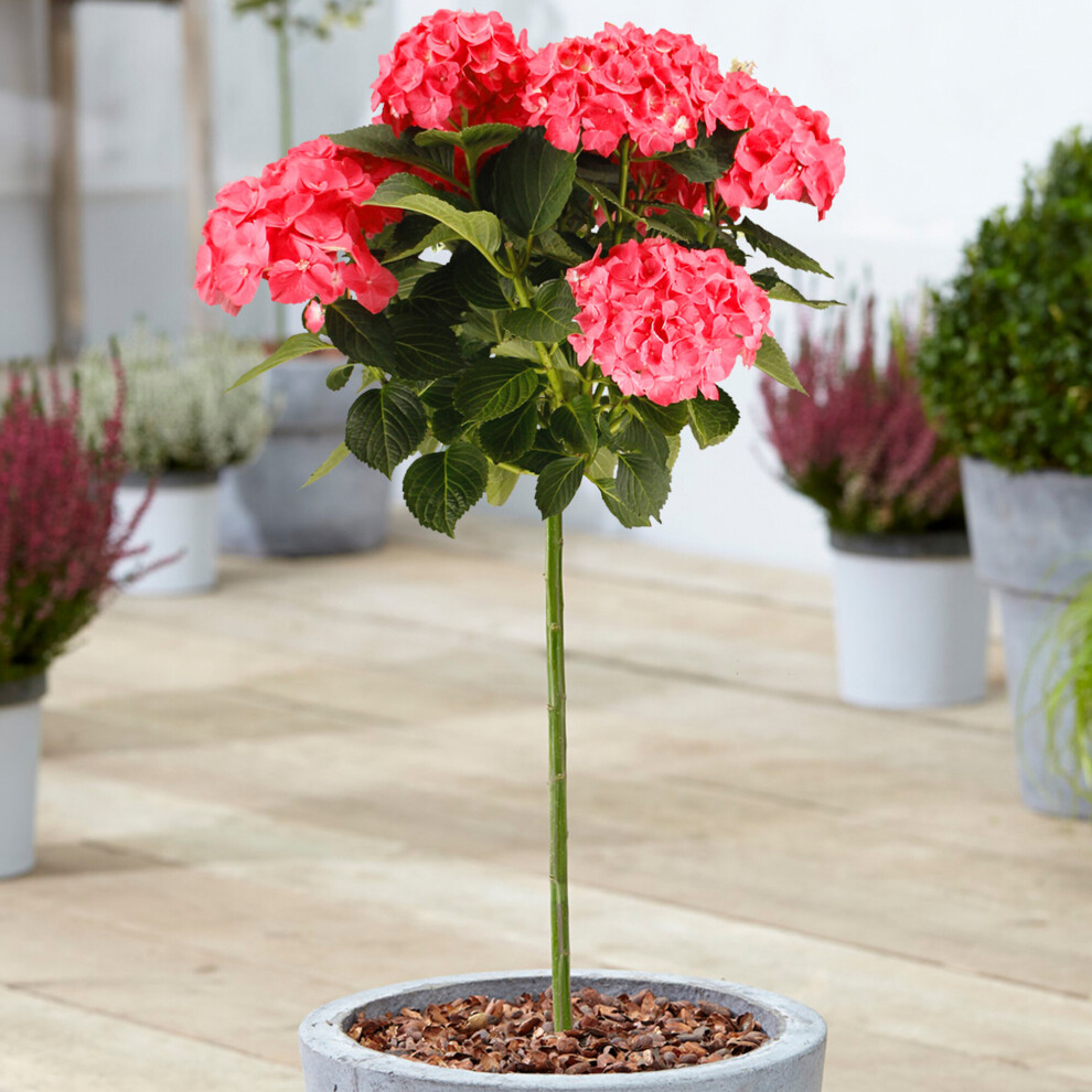 Gardeners Dream (Red) Hydrangea Macrophylla Tree Collection | Potted Lollipop Trees For Small Gardens Red