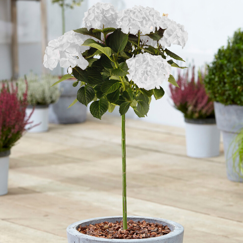 (White) Hydrangea Macrophylla Tree Collection | Potted Lollipop Trees For Small Gardens