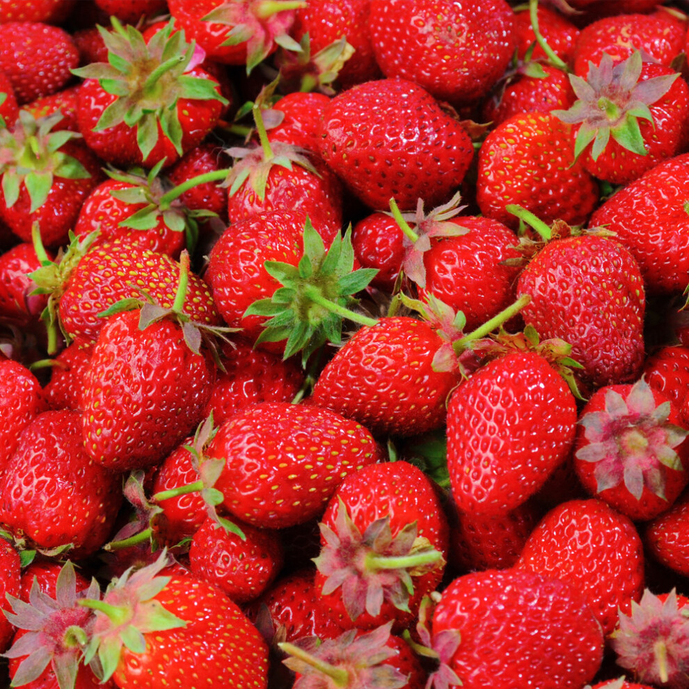 (10) Strawberry 'Elsanta' Bare Root High Yield Mid Season Fruit Bush Garden Plants