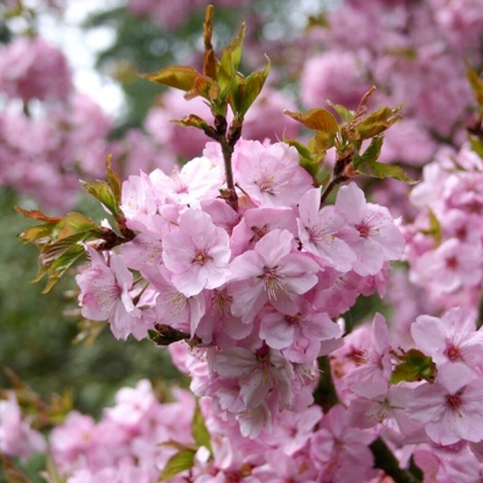 Prunus 'Jacqueline' | Ornamental Cherry Tree | Ornamental Fruit Tree | 5-6Ft