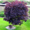 Gardeners Dream Cotinus coggygria Royal Purple (9cm) 1