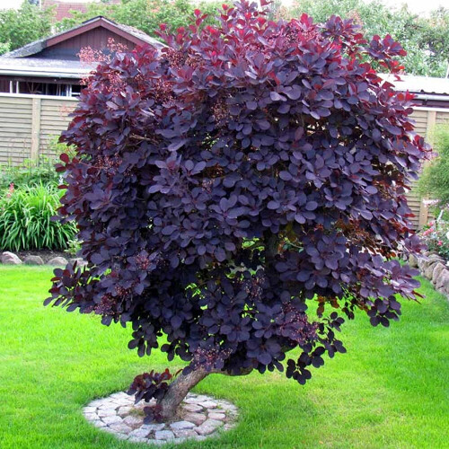 Gardeners Dream Cotinus coggygria Royal Purple (9cm)