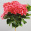 Gardeners Dream (Red) Hydrangea Macrophylla Tree Collection | Potted Lollipop Trees For Small Gardens 2