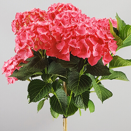 Gardeners Dream (Red) Hydrangea Macrophylla Tree Collection | Potted Lollipop Trees For Small Gardens 1