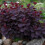 Gardeners Dream Cotinus coggygria Royal Purple (9cm) 2
