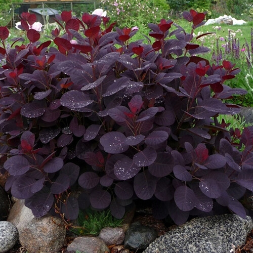 Gardeners Dream Cotinus coggygria Royal Purple (9cm) 1
