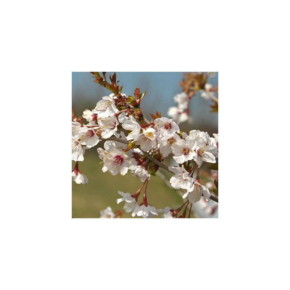 Prunus incisa Kojo-no-mai (9cm)