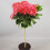 Gardeners Dream (Red) Hydrangea Macrophylla Tree Collection | Potted Lollipop Trees For Small Gardens 3