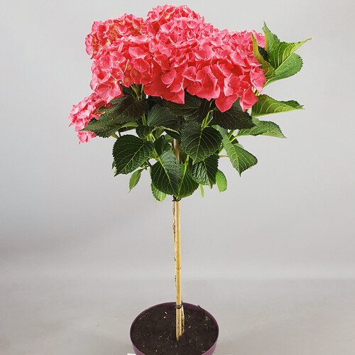 Gardeners Dream (Red) Hydrangea Macrophylla Tree Collection | Potted Lollipop Trees For Small Gardens 2