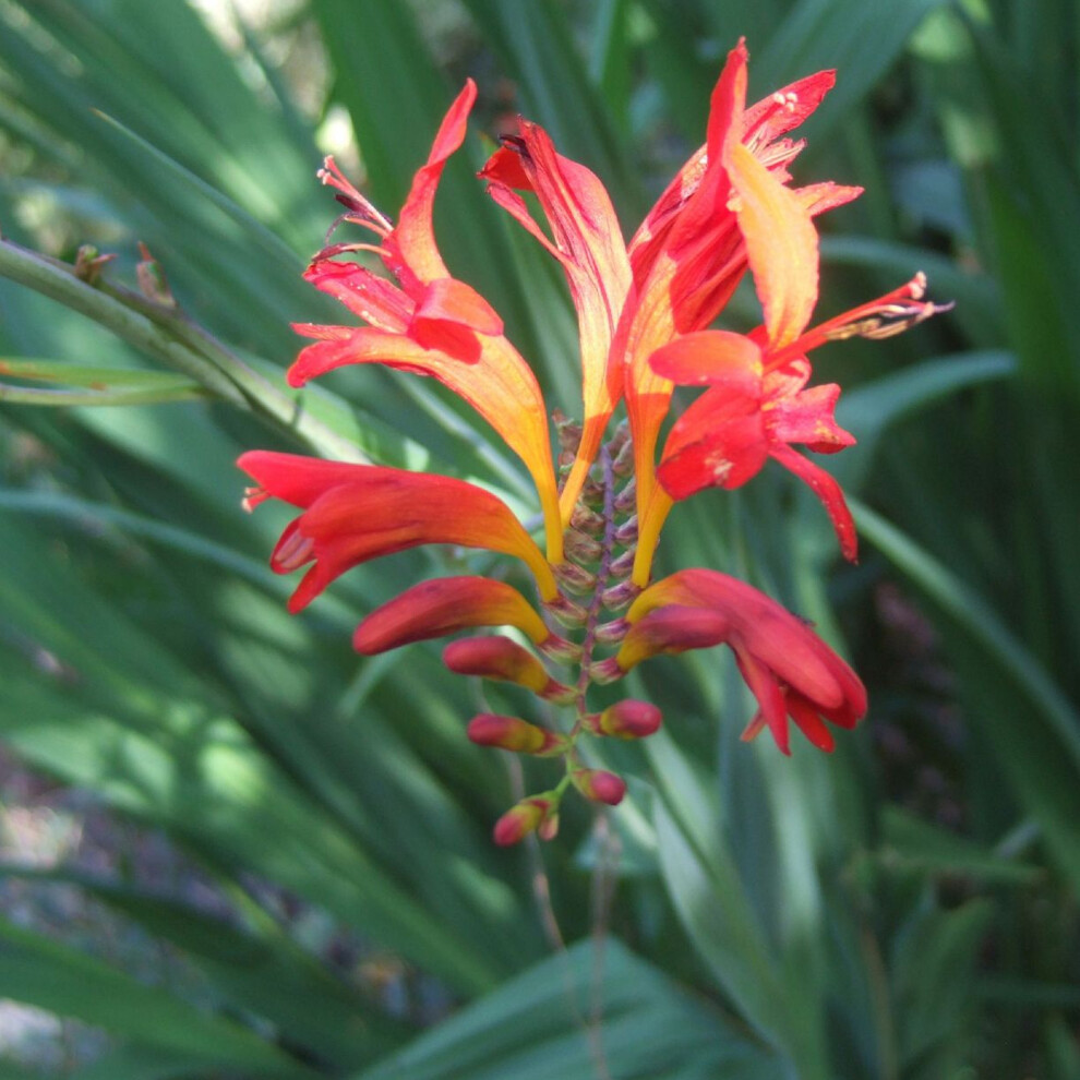 Crocosmia X Crocosmiiflora 'Lucifer' Montibretia Perennial Shrub Plant | 9Cm