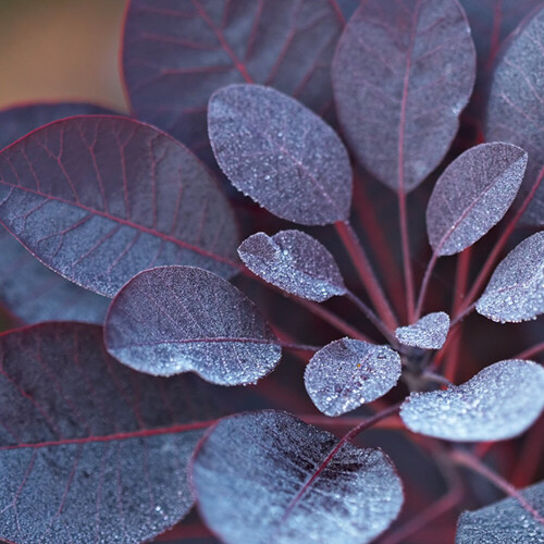 Gardeners Dream Cotinus coggygria Royal Purple (9cm) 2