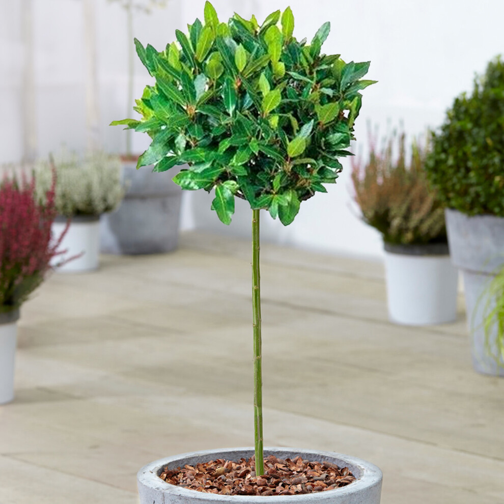 Gardeners Dream (1) Standard Kitchen Bay Leaf Tree | Garden Patio Hardy Laurus Nobilis Herb | 2-3Ft