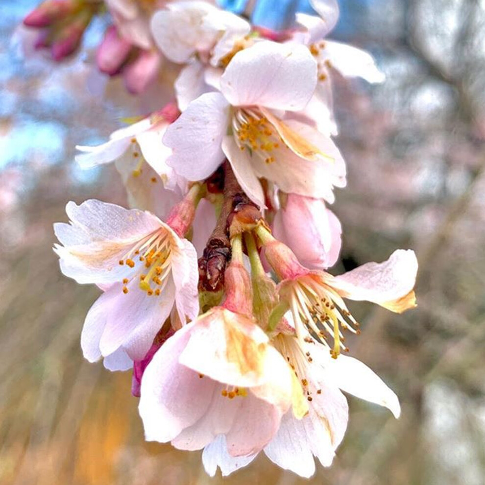 Prunus Marie Mallet Tree (12L, 5-6ft)