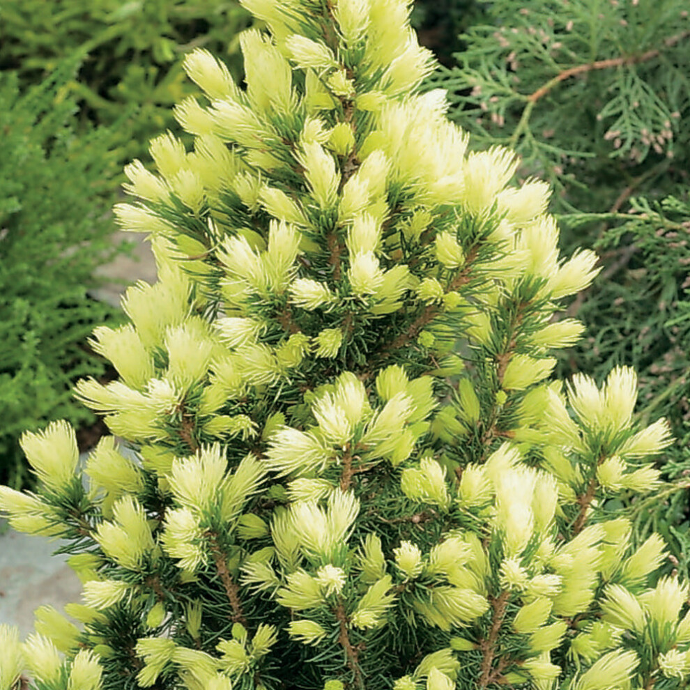 Gardeners Dream Picea Glauca 'Daisy's ' Compact Evergreen Conifer Garden Plant | 9Cm Pots White