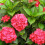 Gardeners Dream (Red) Hydrangea Macrophylla Tree Collection | Potted Lollipop Trees For Small Gardens 4