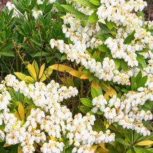 1 X Pieris 'Prelude' Evergreen Shrub Hardy Garden Plant In Pot