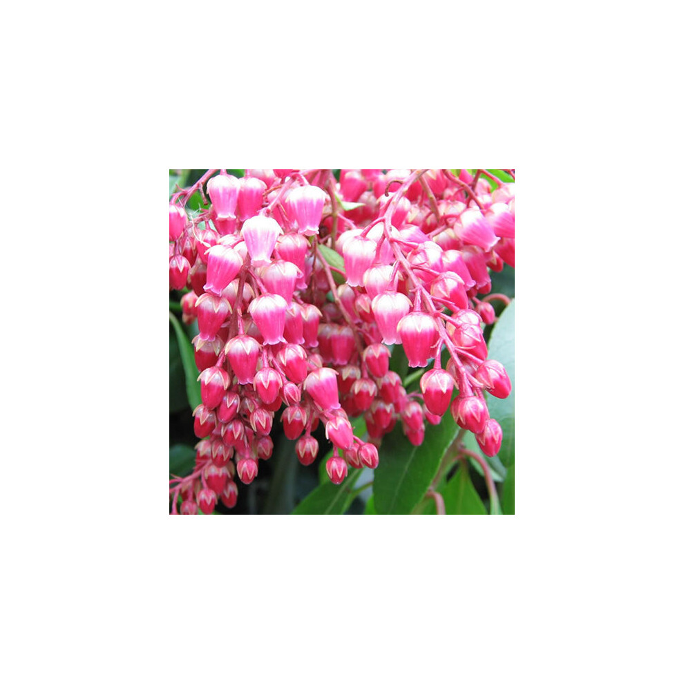 Pieris japonica Valley Valentine (9cm)