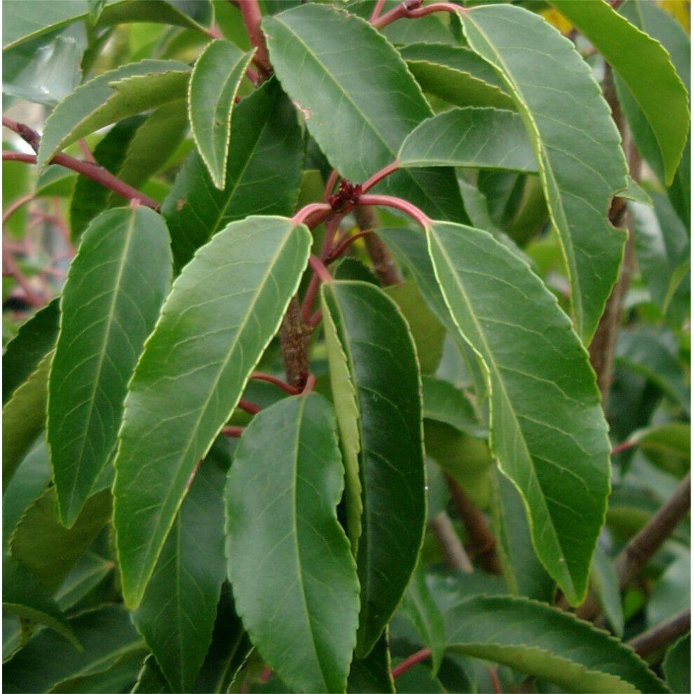 Prunus Lusitanica | Portuguese Laurel | Ornamental Garden Tree | 5-6Ft