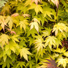 1 X Acer 'Orange Dream' Deciduous Japanese Maple Tree Hardy Garden Plant Pot