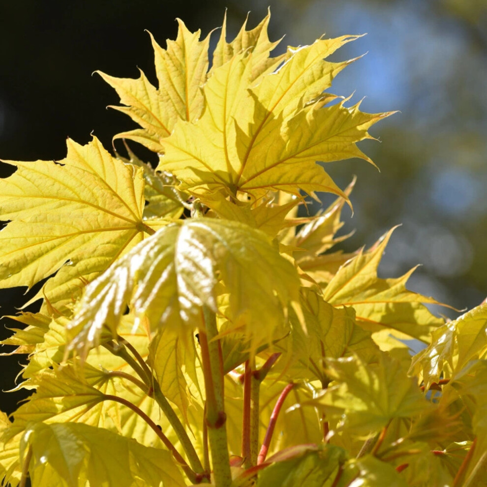 Acer Platanoides 'Princeton Gold' | Golden Maple | Garden Tree | 5-6Ft