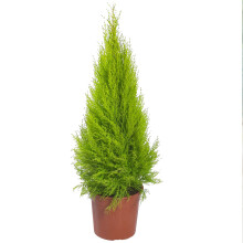 Cupressus Wilma Goldcrest Bright-Golden Foliage Evergreen Columnar Hedge Plant 1L Pot (PLANTS_CUPWIL_1L)