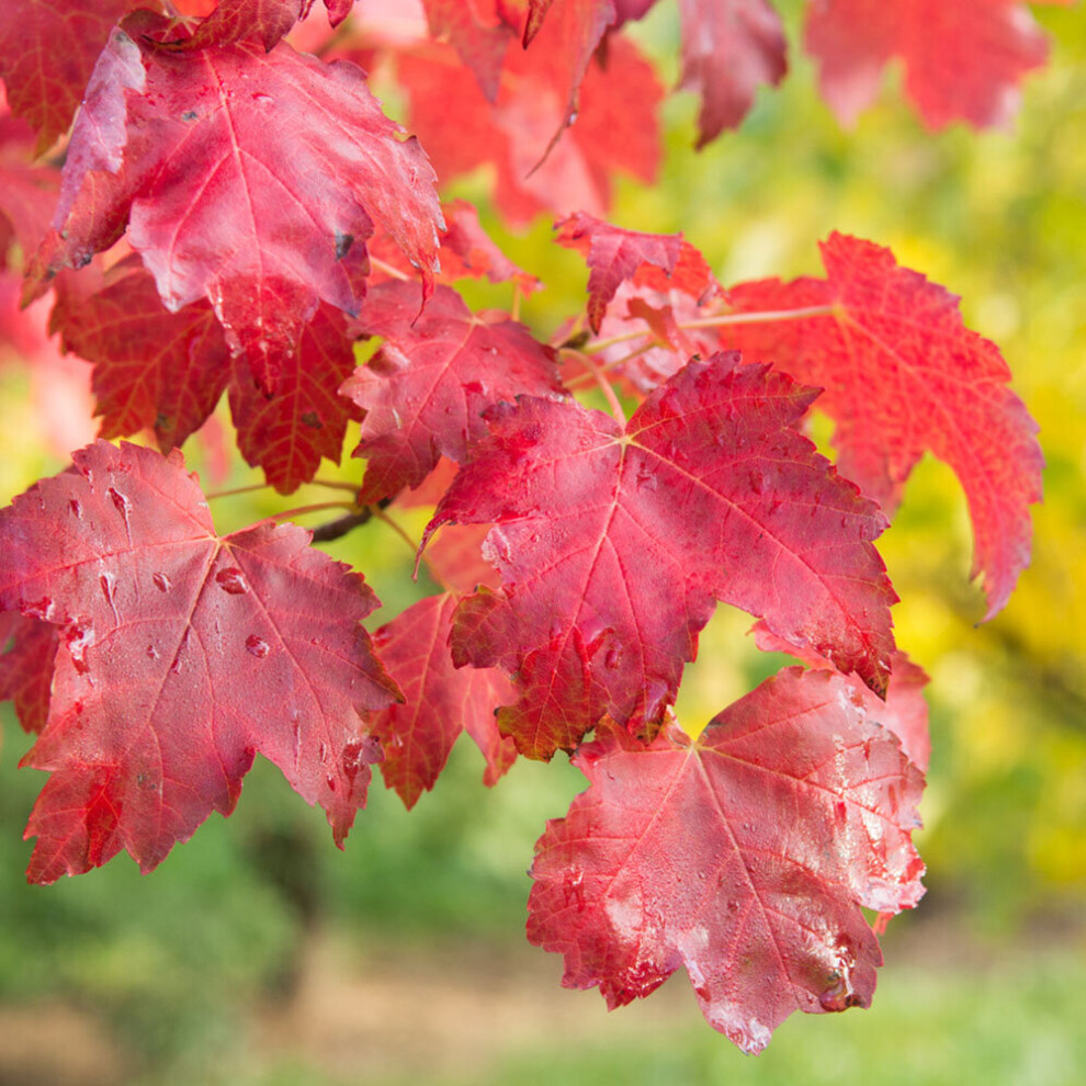 Gardeners Dream Acer October Glory Tree (12L, 5-6Ft)