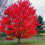 Gardeners Dream Acer October Glory Tree (12L, 5-6ft) 2
