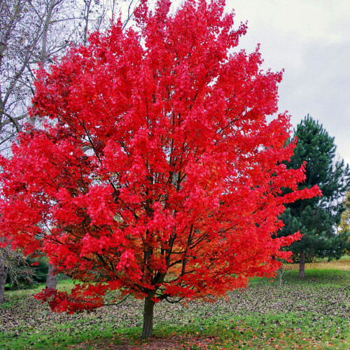 Gardeners Dream Acer October Glory Tree (12L, 5-6ft) 1
