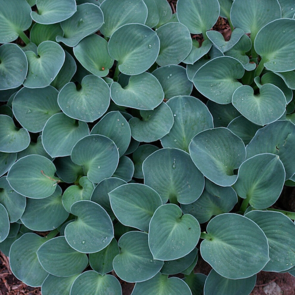 Hosta 'Blue Mouse Ears' Herbaceous Perennial Hardy Plant In 9Cm Pot