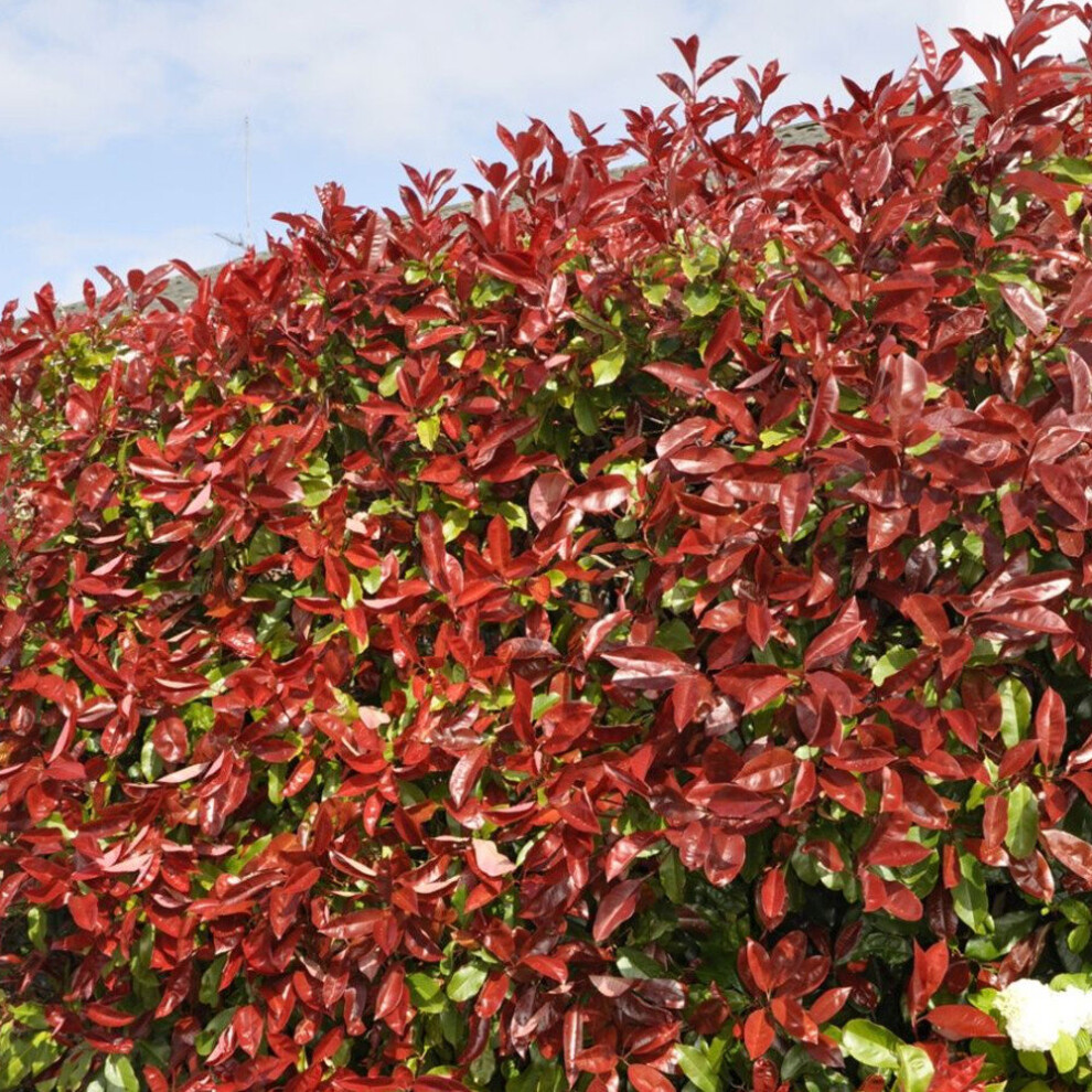 (25) Red Robin Hedging Plants 20-40Cm Photinia Christmas Berry Evergreen Hedge Potted