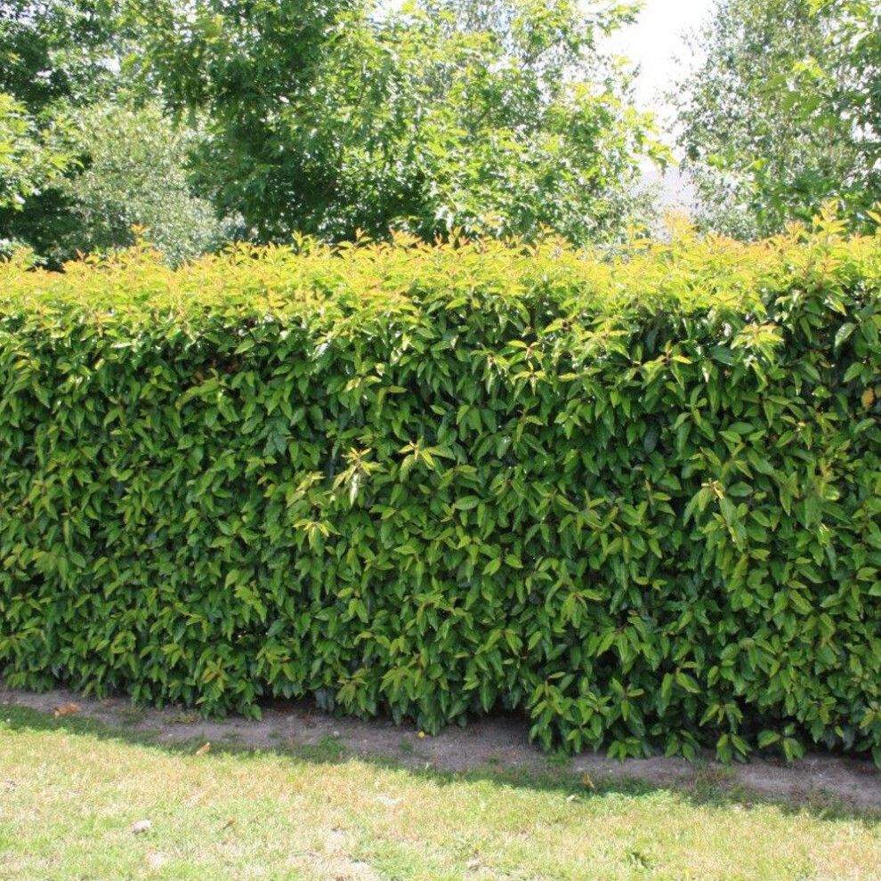 (10) Portuguese Laurel Hedging Plants 20-40Cm Prunus Lusitanica Evergreen Hedge Pots