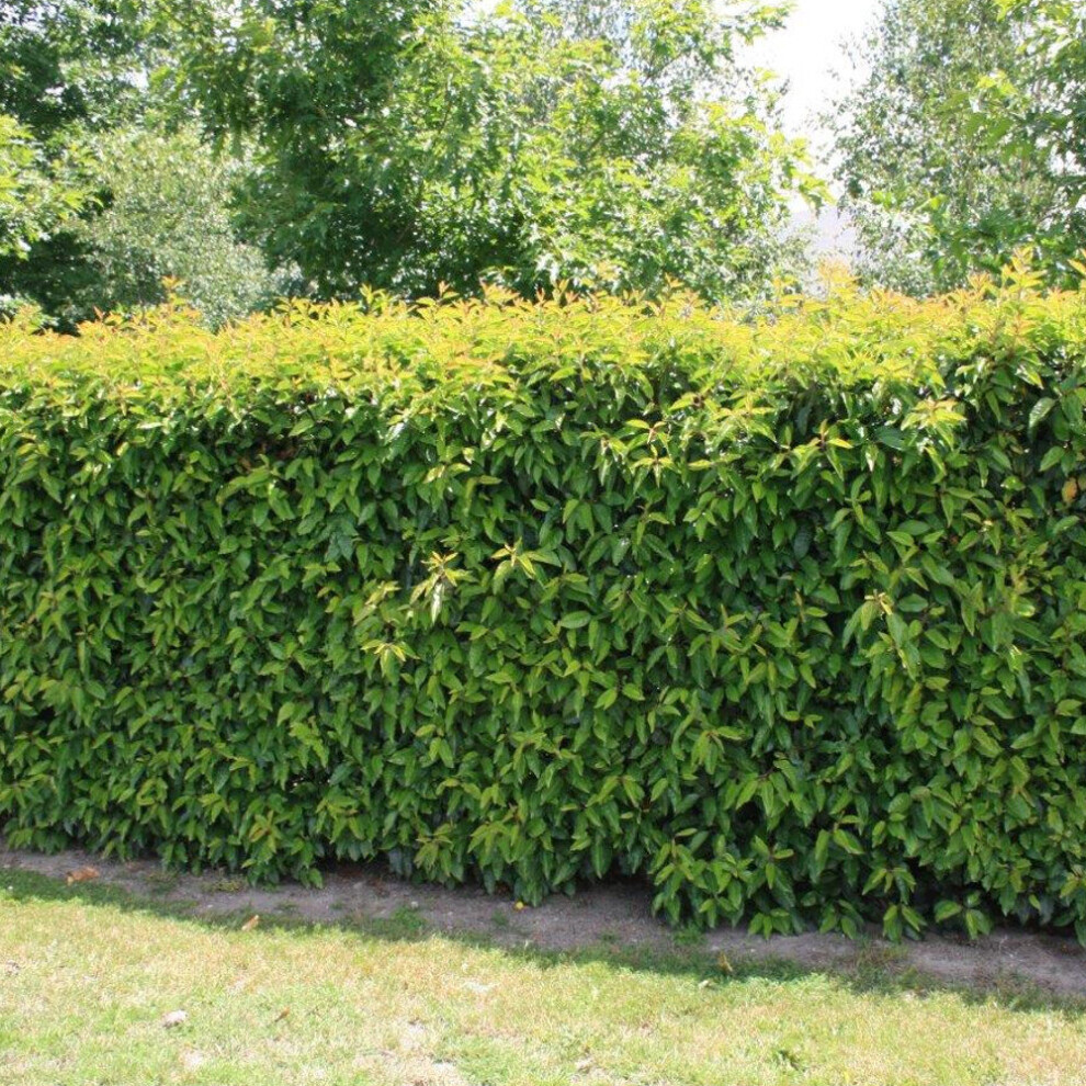 Gardeners Dream (25) Portuguese Laurel Hedging Plants 20-40Cm Prunus Lusitanica Evergreen Hedge Pots