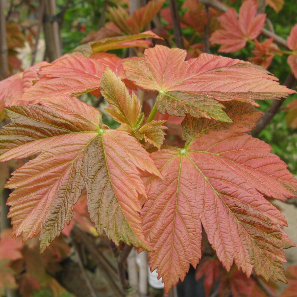 Acer Pseudoplatanus Simon Louis Freres | Variegated Sycamore | Tree | 5-6Ft