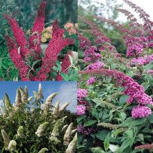 3 X MIXED BUDDLEIA VIBRANT FLOWERING DECIDUOUS SHRUBS HARDY PLANTS 3 COLOURS
