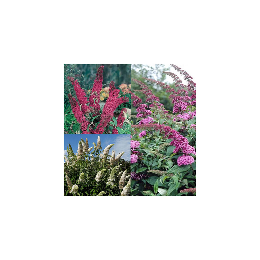 Gardeners Dream 3 X Mixed Buddleia Vibrant Flowering Deciduous Shrubs Hardy Plants 3 Colours